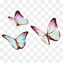 蝴蝶 昆虫 飞蛾和蝴蝶