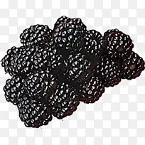 浆果 植物 黑莓