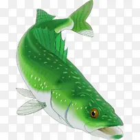 鱼 绿色 鳍