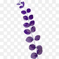 叶缘 紫色 紫水晶