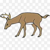野生动物 羚羊 鹿