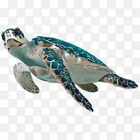 海龟 绿海龟 玳瑁海龟