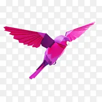 粉色 蜂鸟 鸟