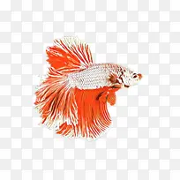 心 线 情人节