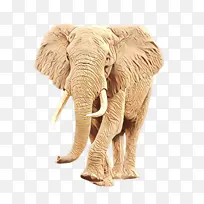 大象 非洲象 印度象