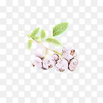 粉色 植物 花