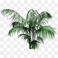 树木 植物 棕榈树