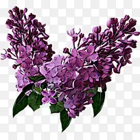 花 丁香 紫色