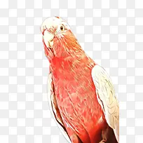 鸟 喙 鹦鹉