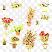 花盆 室内植物 植物