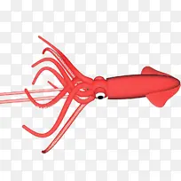 红色 鱿鱼 章鱼