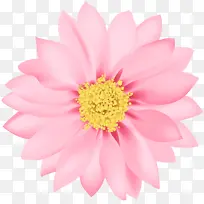 花卉 花瓣 粉色