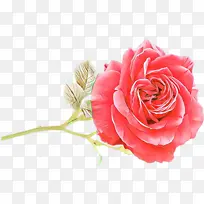 花卉 花园玫瑰 粉色