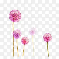 粉色 植物 蓬松