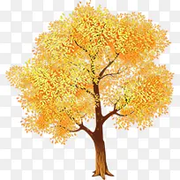 树 黄色 木本植物