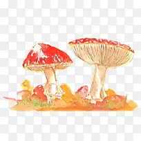 蘑菇 木耳 木耳菌