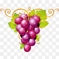 葡萄 无籽水果 葡萄科