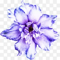蓝色 白色 花瓣