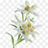 花朵 白色 雪绒花