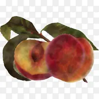 欧洲李子 水果 桃