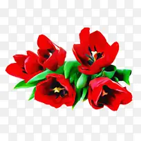 花朵 红色 花瓣
