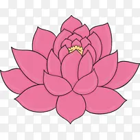 菩提莲 莲花 莲花家族