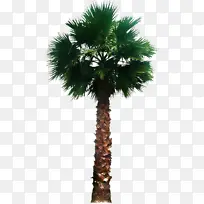 树 沙漠棕榈 植物