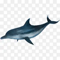 海豚 鳍 鲸目动物