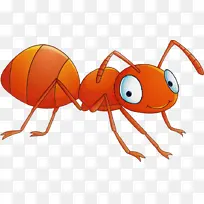昆虫 橙色 蚂蚁