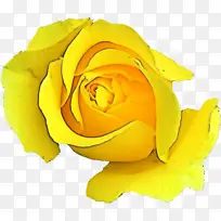 黄色 玫瑰 花园玫瑰