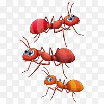昆虫 害虫 蚂蚁