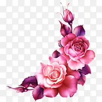 粉色 玫瑰 花园玫瑰