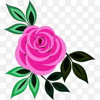 花 粉色 玫瑰