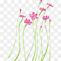 花 植物 粉色