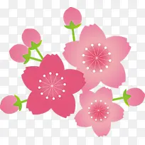 樱桃花 花朵 粉色