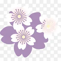 樱桃花 紫色 花朵