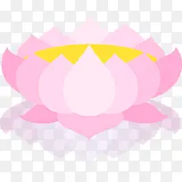 菩提莲 莲花 粉红