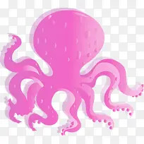 章鱼 巨型太平洋章鱼 粉色