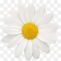 牛眼菊 雏菊 五月草