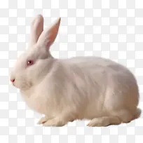 兔子 兔子和兔子 雪鞋兔子