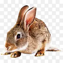 兔子 山地棉尾兔 兔子和野兔