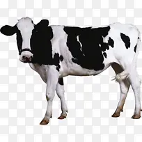 奶牛 牛 动物形象