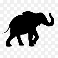 大象 印度大象 野生动物