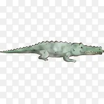 水彩画鳄鱼 动物形象