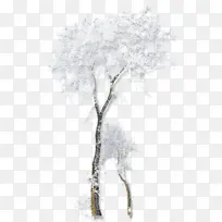 树木 木本植物 树枝