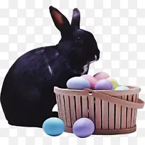 复活节兔子 兔子 兔子和野兔