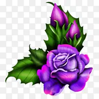 花 紫罗兰 植物