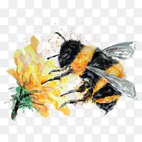 大黄蜂 蜜蜂 昆虫