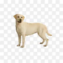 狗 拉布拉多寻回犬 白色
