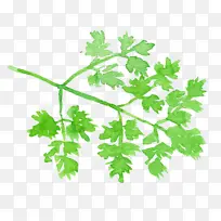 水彩樱桃 叶 植物